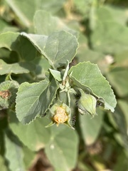 Abutilon austro-africanum