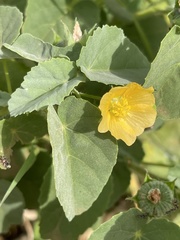 Abutilon austro-africanum