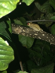 Osteopilus septentrionalis