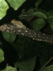 Osteopilus septentrionalis