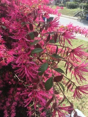 Loropetalum