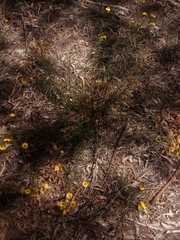 Xerochrysum viscosum