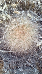 Mammillaria discolor