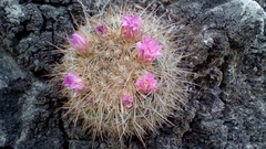 Mammillaria discolor