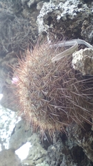 Mammillaria discolor