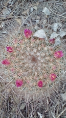 Mammillaria discolor