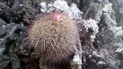 Mammillaria discolor