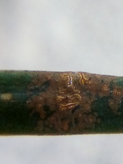 Enterographa bella