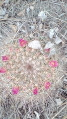 Mammillaria discolor