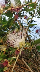 Capparis zeylanica