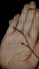 Dirca palustris