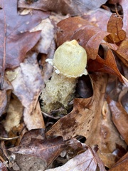 Calostoma lutescens
