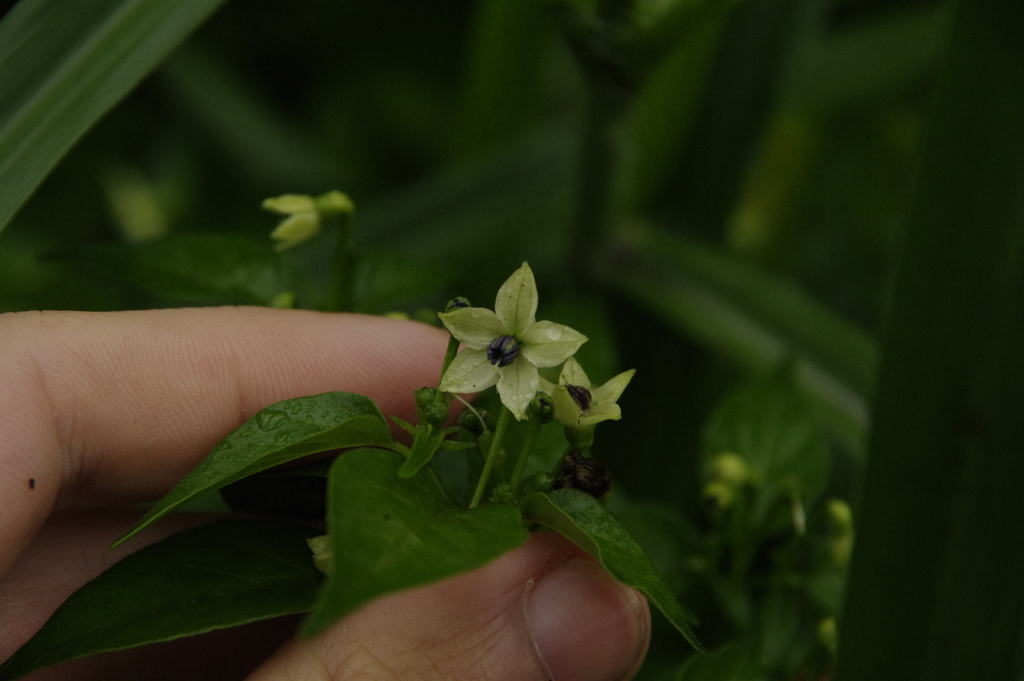 Capsicum frutescens, Santa Cruz, EC-GA, EC