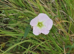 Ipomoea thurberi
