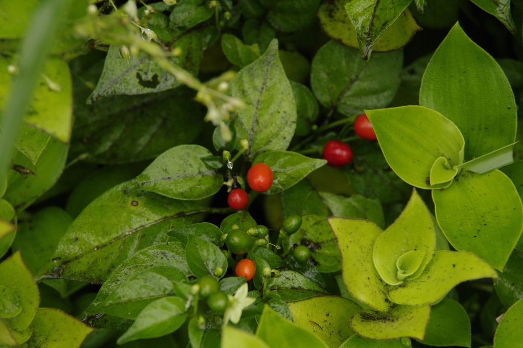 peppers and lycianthes