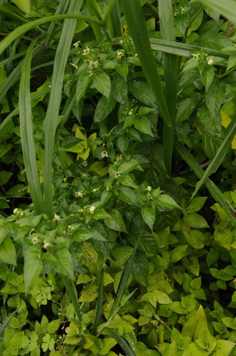 Capsicum frutescens