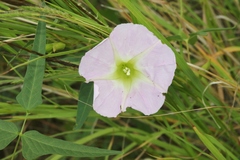 Ipomoea thurberi