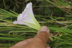 Ipomoea thurberi