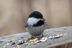 Poecile atricapillus