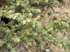 Atriplex julacea