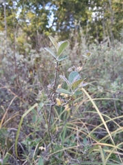 Salix breweri