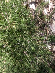 Lythrum hyssopifolia