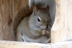 Tamiasciurus hudsonicus