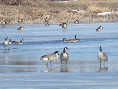 Branta canadensis