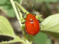 Leptinotarsa rubiginosa