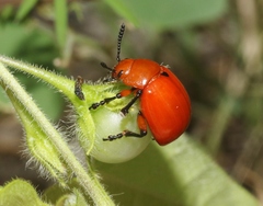 Leptinotarsa rubiginosa
