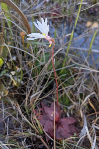 Pinguicula planifolia