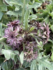 Cirsium fontinale