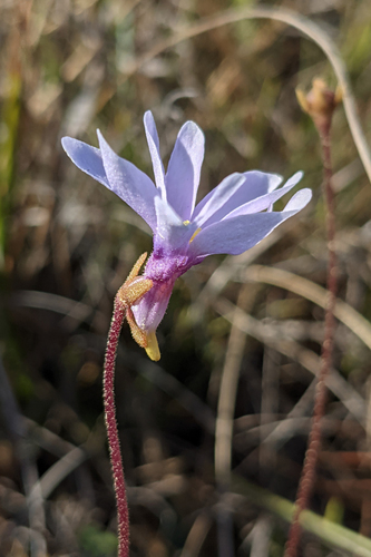 Pinguicula planifolia