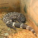 Guatemalan Beaded Lizard - Photo (c) Frank Reese, some rights reserved (CC BY-NC-ND)