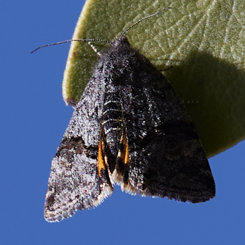 Annaphila depicta photo 3