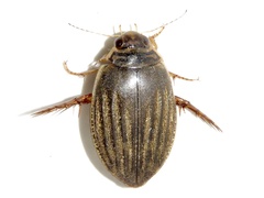 Acilius sylvanus