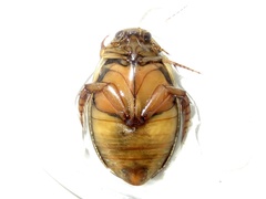 Acilius sylvanus