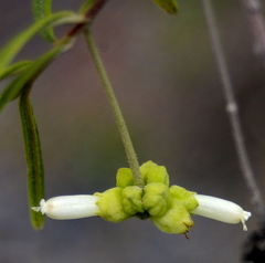 Varronia revoluta