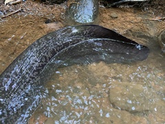 Anguilla marmorata