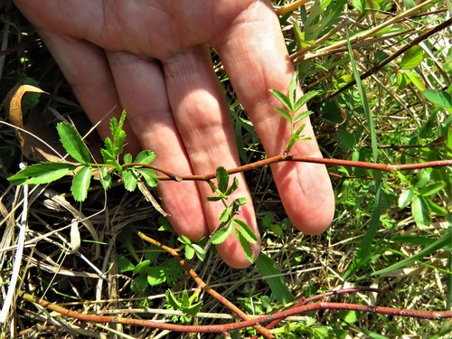 Image of Rosa foliolosa by (c) Annika Lindqvist, some rights reserved (CC BY)