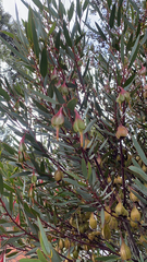 Eucalyptus dolichorhyncha