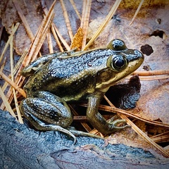 Lithobates virgatipes