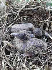 Columbina talpacoti