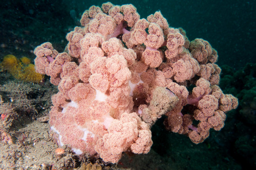 Red Tree Coral (Dendronephthya)