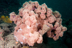 Dendronephthya australis