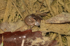 Pseudacris brachyphona