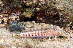 Parapercis stricticeps