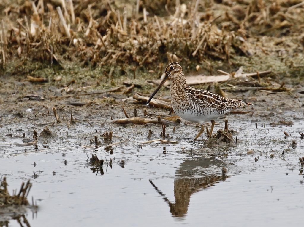 Wilson's Snipe from Ottawa County, OH, USA on March 25, 2021 at 03:58 ...