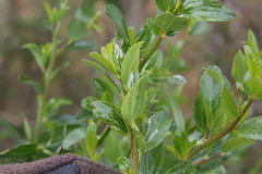 Ceanothus cyaneus