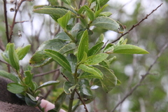 Ceanothus cyaneus